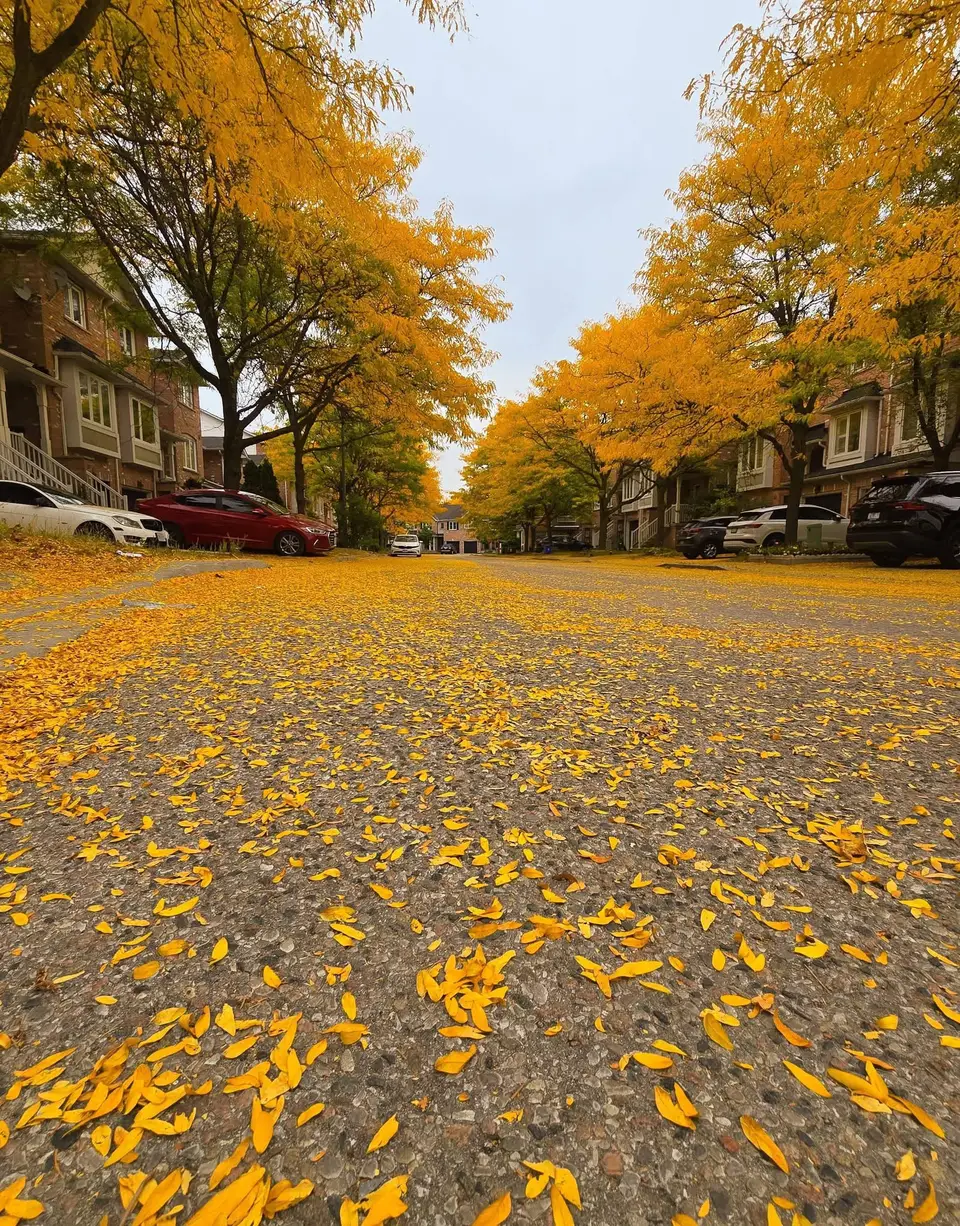 Residential street lined with golden autumn trees